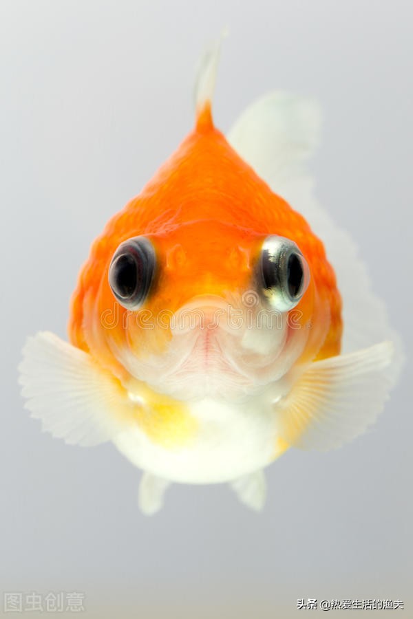 母金鱼产卵前有什么征兆,金鱼产卵在鱼缸怎么孵化