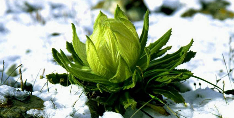 国家二级保护开花植物,一级保护植物雪莲花图片大全