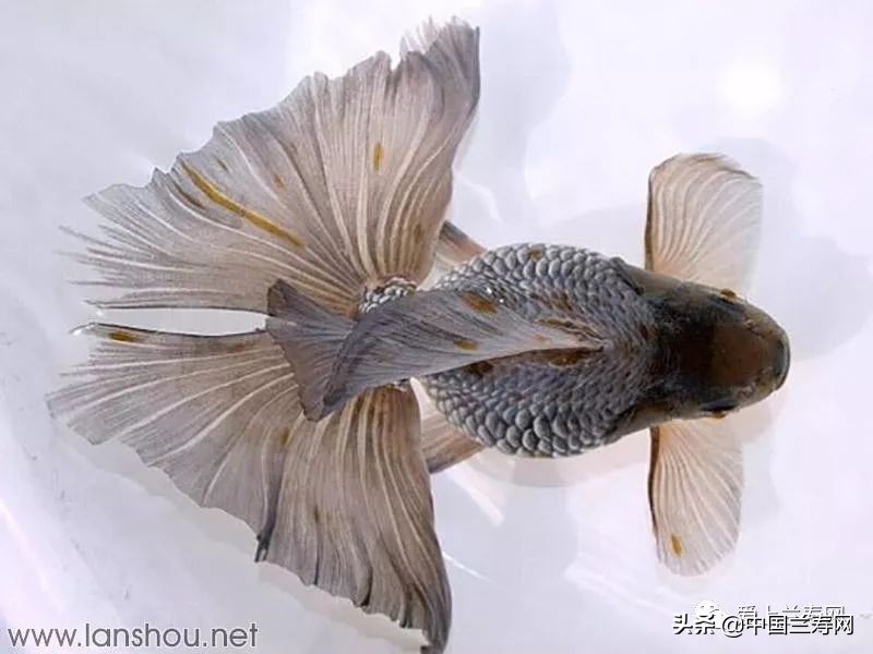 那些企图拿尾巴征服世界的金鱼们