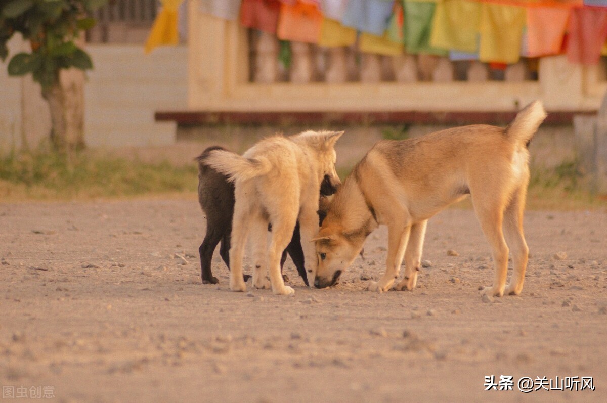 猪来穷狗来富老一辈的俗语,猪来穷狗来富猫儿来披麻布来历