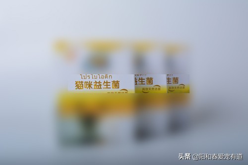 猫咪调理肠胃益生菌推荐,猫咪吃益生菌后反而呕吐