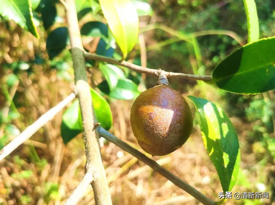 桃源近4000亩油茶果收成采摘啦，茶籽油一斤卖80元