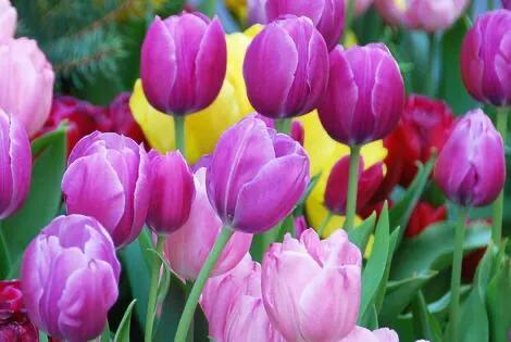 水养郁金香怎么养,郁金香花语及寓意