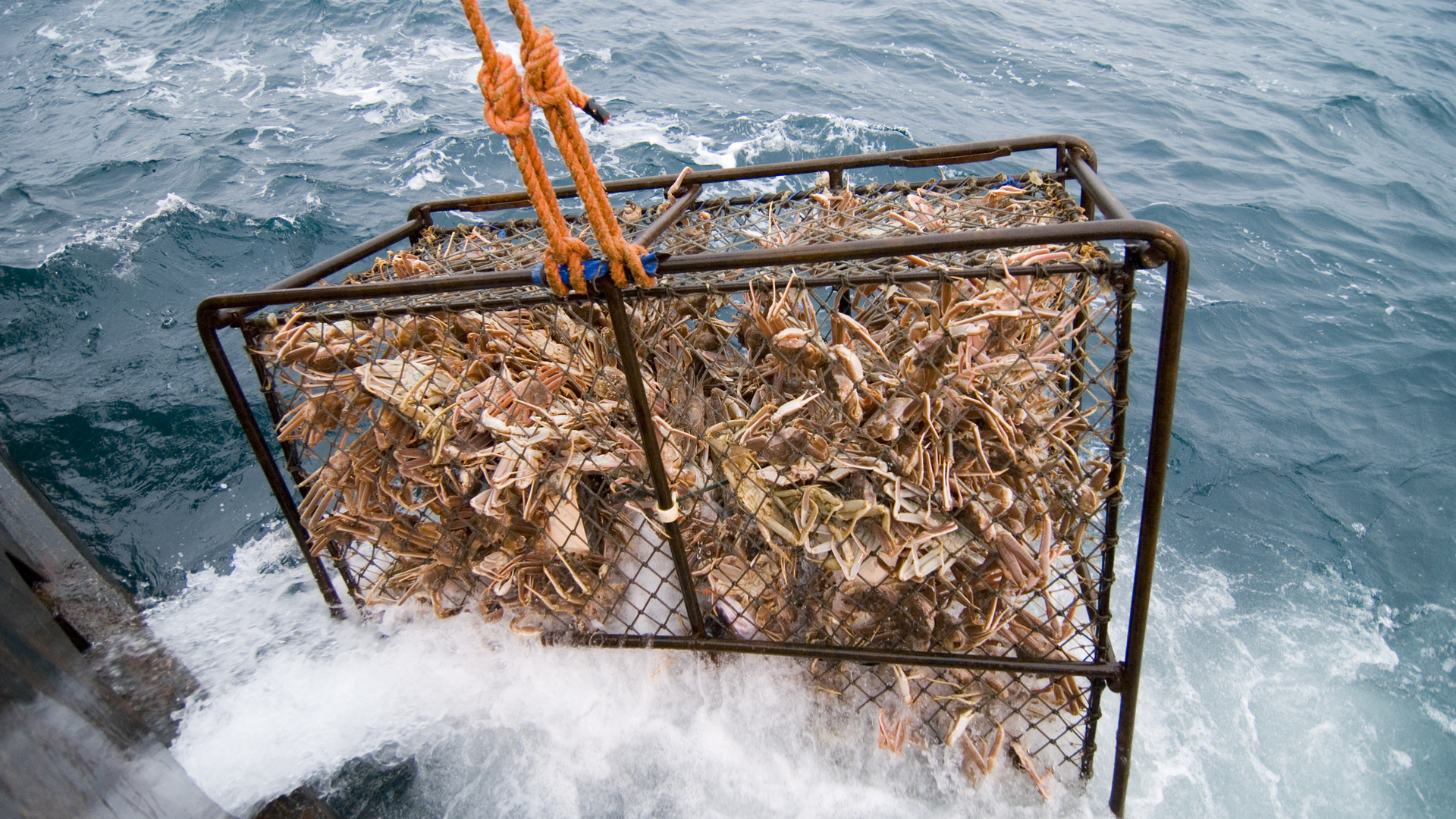 一周净赚30000美元！职业捕蟹人，每次出海都是一次搏命之旅