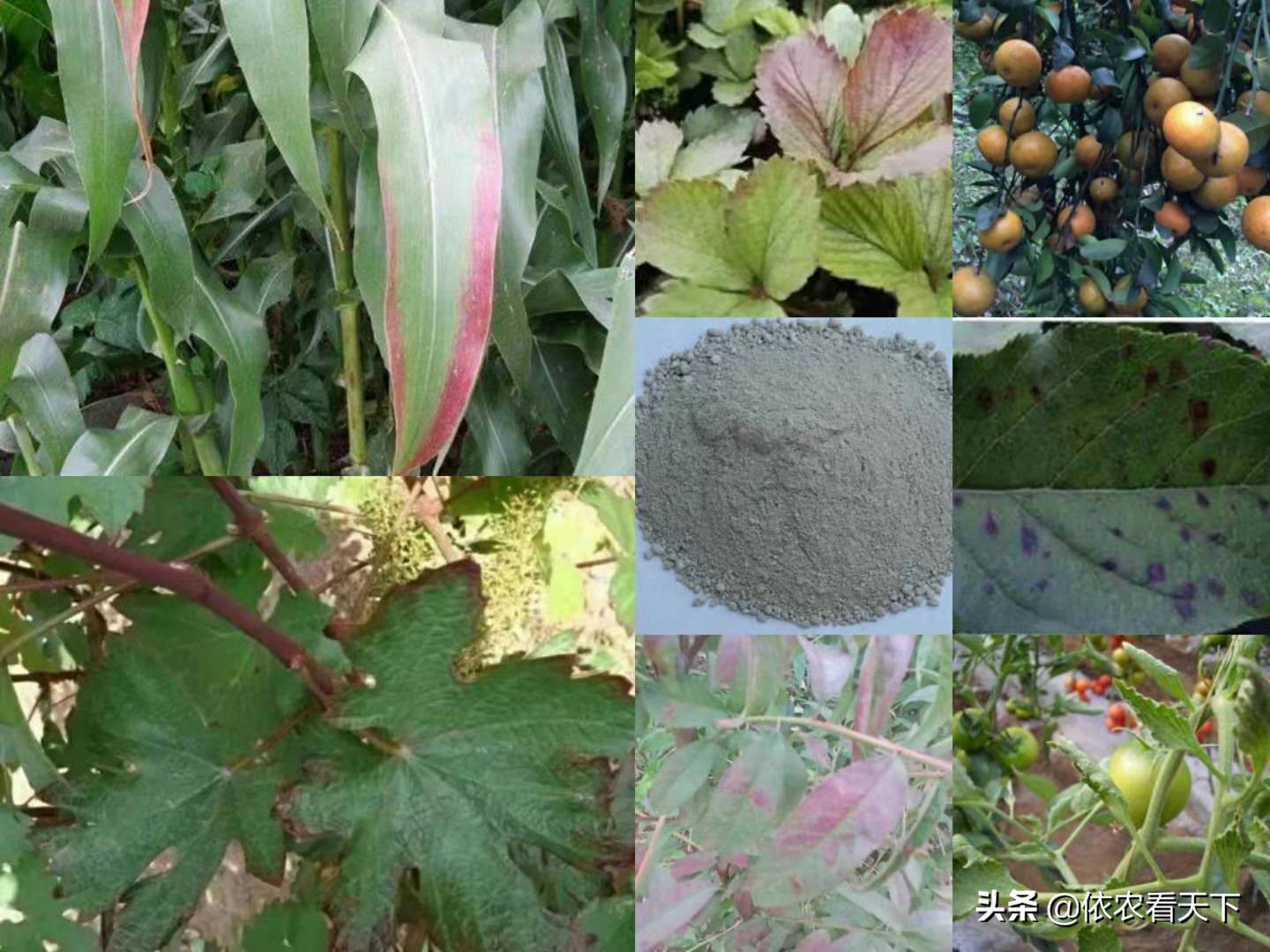 磷对农作物起什么作用,磷元素对植物生长的重要作用