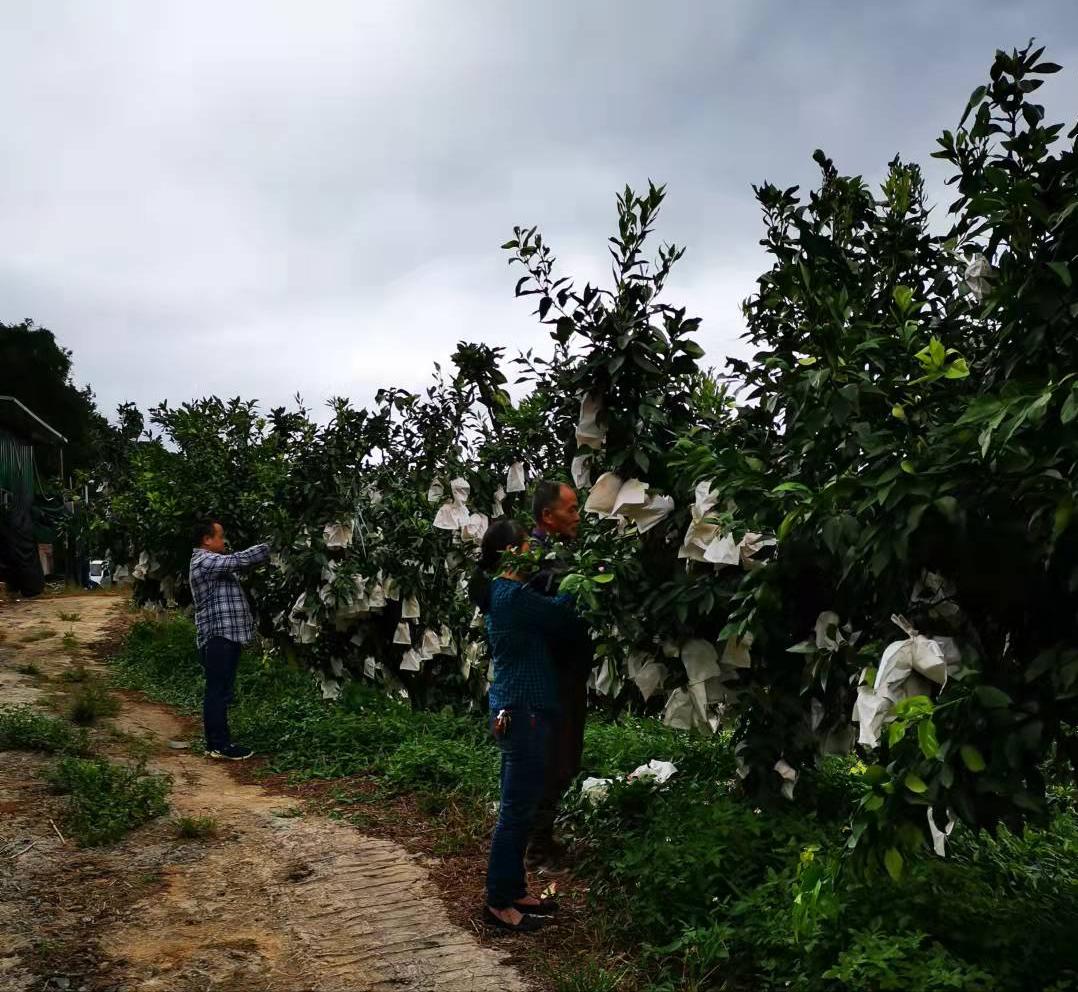 2023爱媛28红美人收购价格,红美人爱媛28号果冻橙多少钱一斤