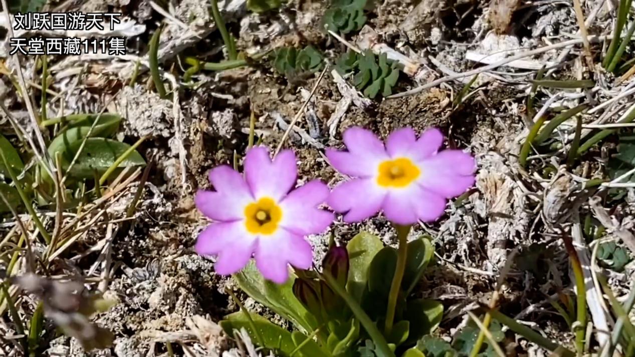 天堂*藏西**-好吃的草成了扶贫开发的头号工程，牛羊就快乐起来啦