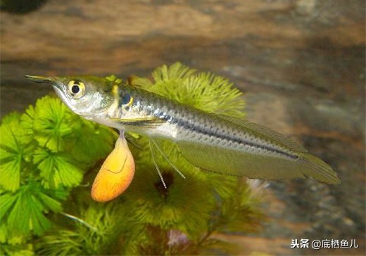 食用鱼当观赏鱼,国外观赏鱼食用鱼