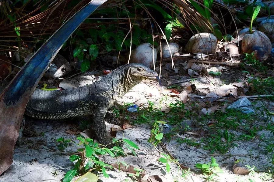 马来西亚适合游玩的岛,马来西亚阳光大海