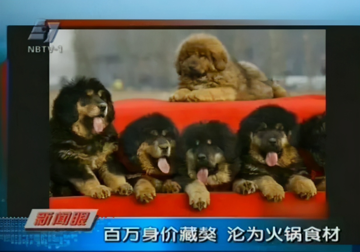 藏獒破灭高原上万流浪狗成灾,藏獒泡沫往事从东方神犬到流浪狗