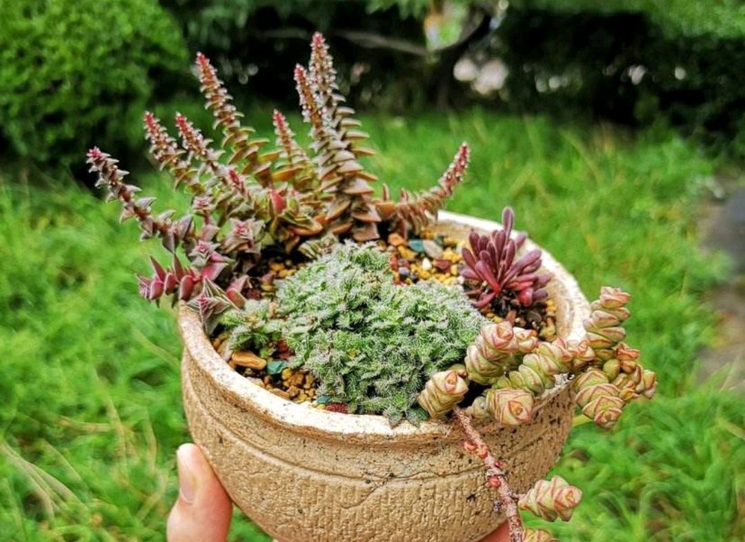 茜之塔养殖方法,茜之塔锦养护方法