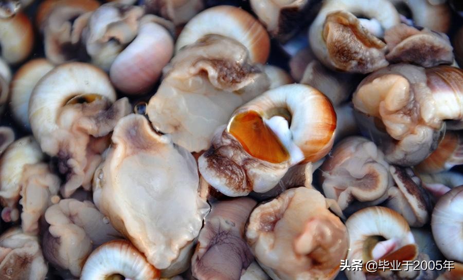 大连鱼市海鲜贝类品种,大连贝类海鲜图片大全