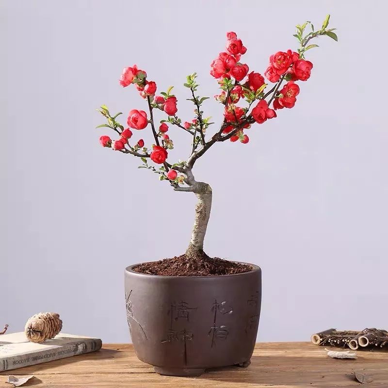 养花公认最美4种花满屋飘香,公认最好养的五种花