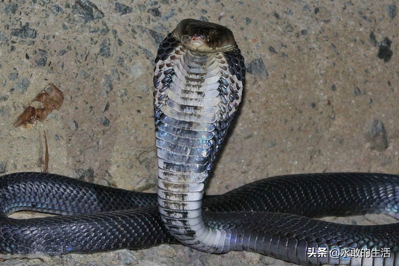 100种有毒的蛇,10种最毒的蛇是哪种蛇