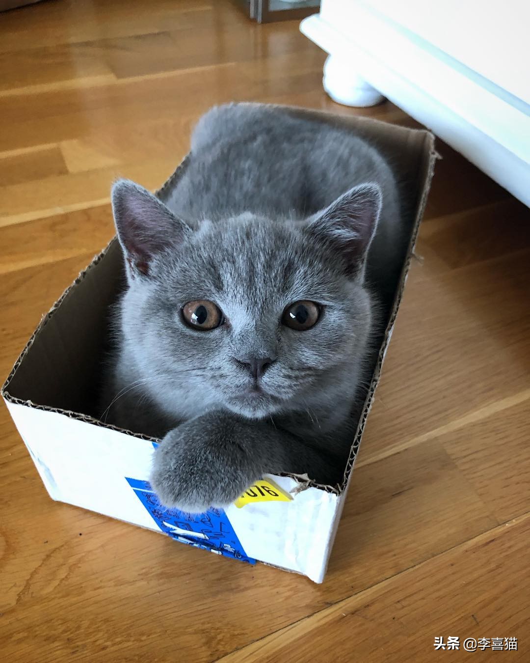 猫咪为什么喜欢睡纸箱,为什么猫咪偏爱纸箱睡觉