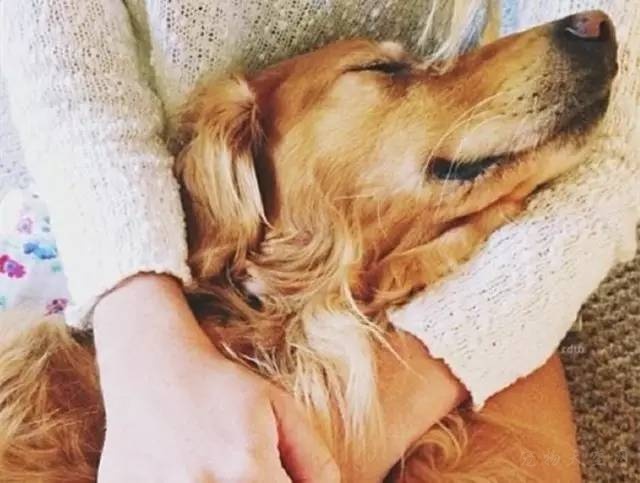 狗狗眼睛上边长了小疙瘩发红,狗狗眼睛发红流分泌物用什么药