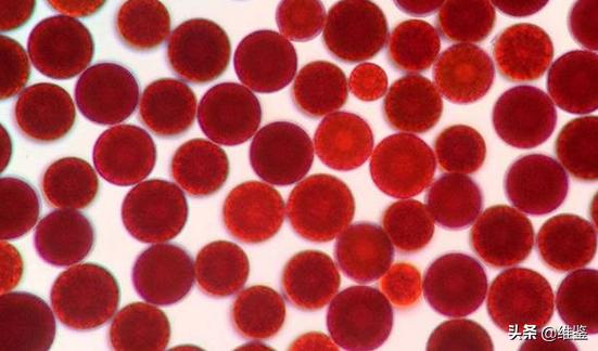 虾青素是智商税吗,虾青素微商