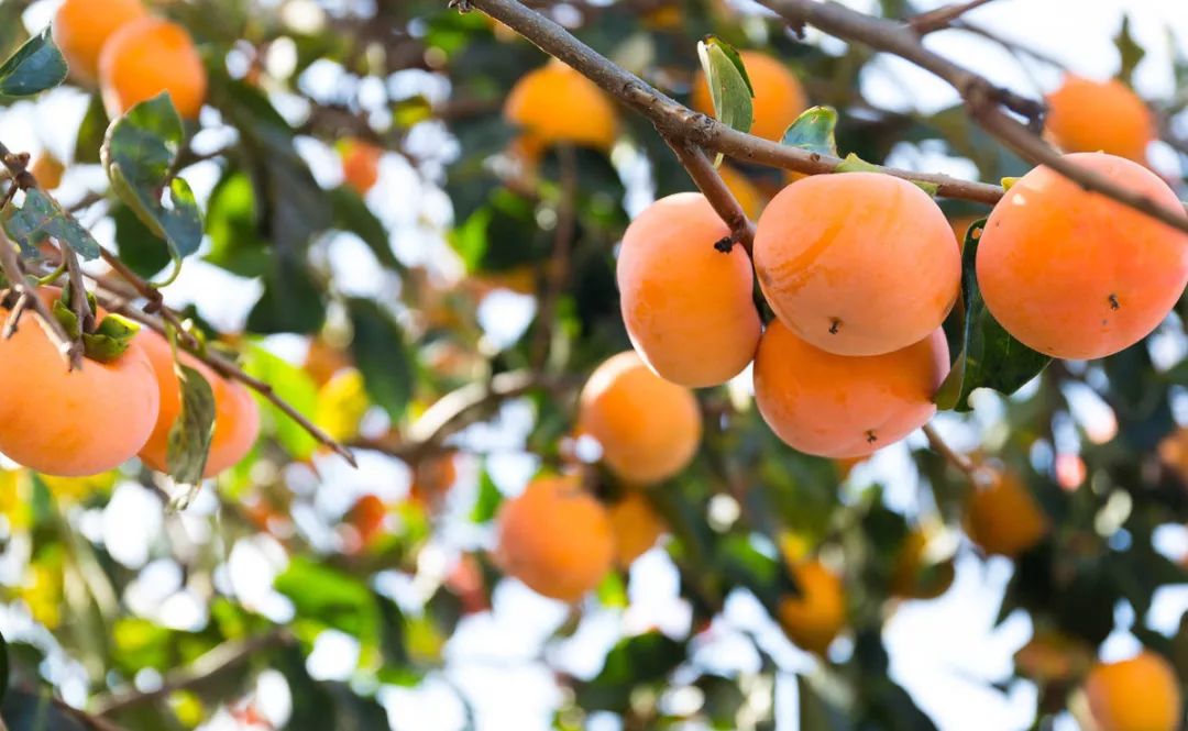 农村后院适合种啥树,家里种哪五种树可以旺家多子多福