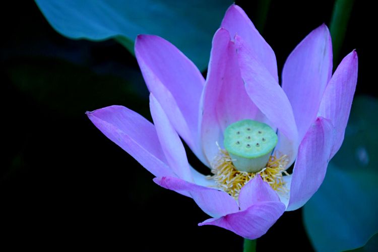 洛阳中国国花园荷花,洛阳国花园的荷花