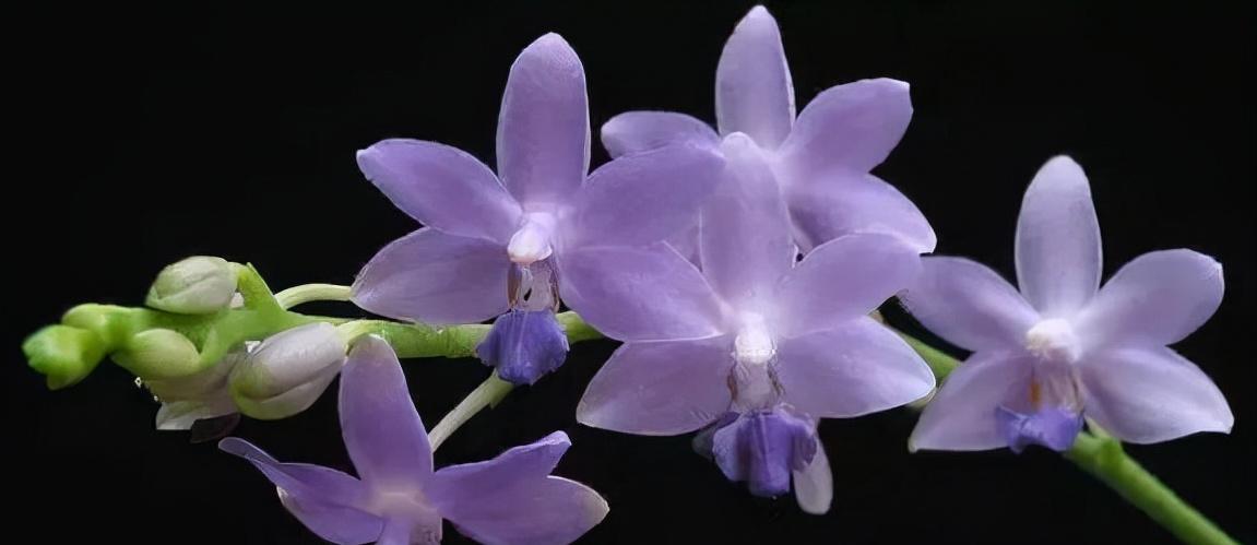 鍏拌姳绉嶇被鍥鹃壌,鐪嬭姦澶磋鲸鍏拌姳绉嶇被