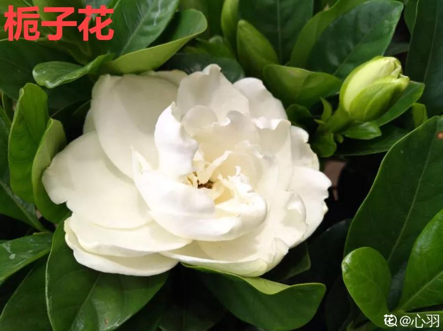 教你如何避开假货买到真品,一张图告诉你怎样分辨假货