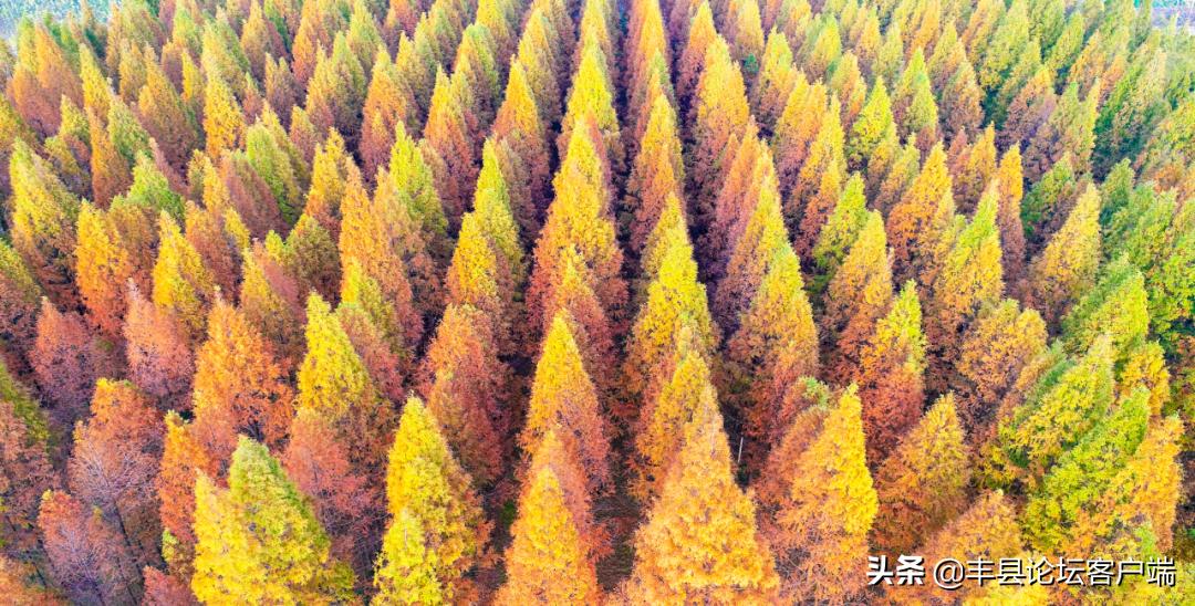 2021丰县苹果节在哪里举办,丰县苹果节最新消息