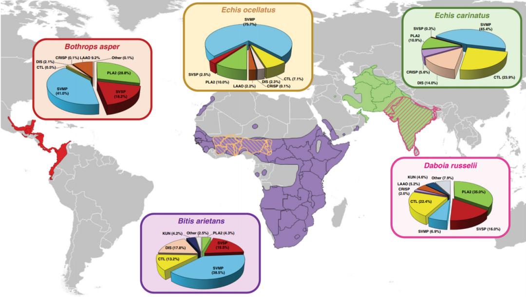 小分子鸡尾酒疗法，有效抵抗多种致命蛇毒