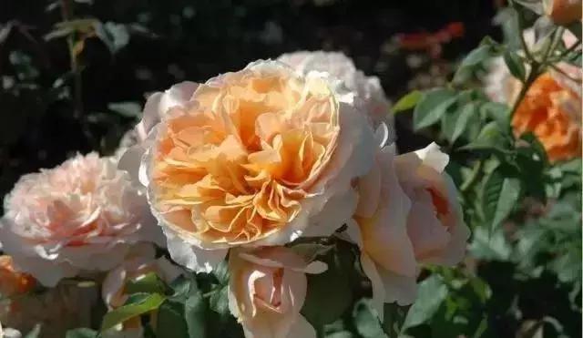 100种玫瑰品种图鉴大全,100种玫瑰品种图解