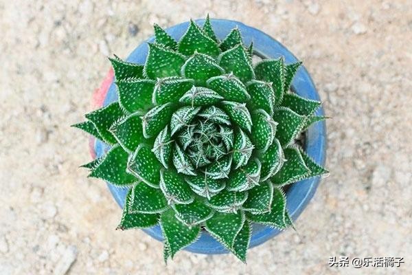 治痘的芦荟品种,比芦荟还好养的植物