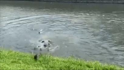 两水獭家族打群架,两个水獭家族之间的战争完整版