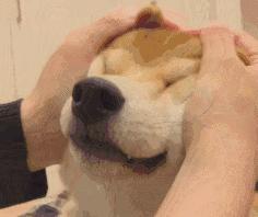 怎么才算纯种泰迪狗呢图片,纯种狗和非纯种狗的区别哪个好