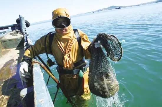 渤海湾海参春参好还是秋参好,海参怎样辨别春参还是秋参