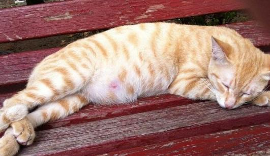 怎么知道猫咪怀孕没,猫咪是怎么知道铲屎官怀孕了