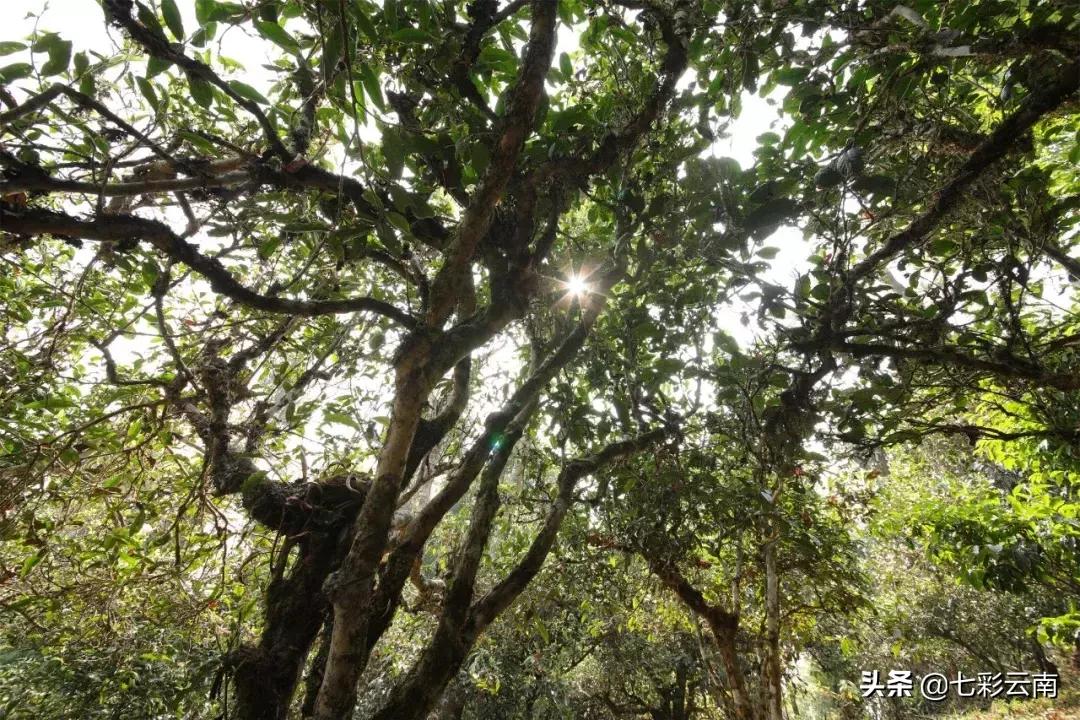 七彩云南庆沣祥什么档次,云南庆沣祥茶业股份有限公司