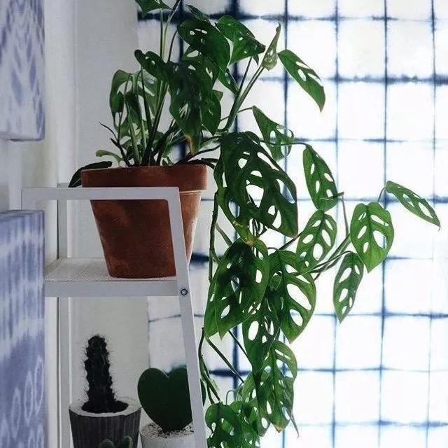 适合阳台养的四季开花有花香的花,花期长耐热耐寒又好养的花卉