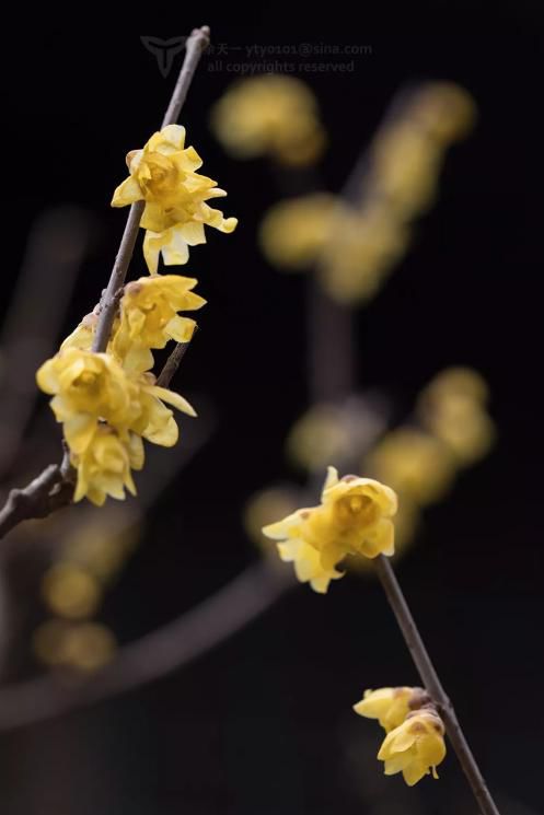 蜡梅花是不是梅,科普一下腊梅和梅花知识