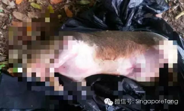 新加坡全岛追凶！一只黑猫竟被如此残忍地虐死