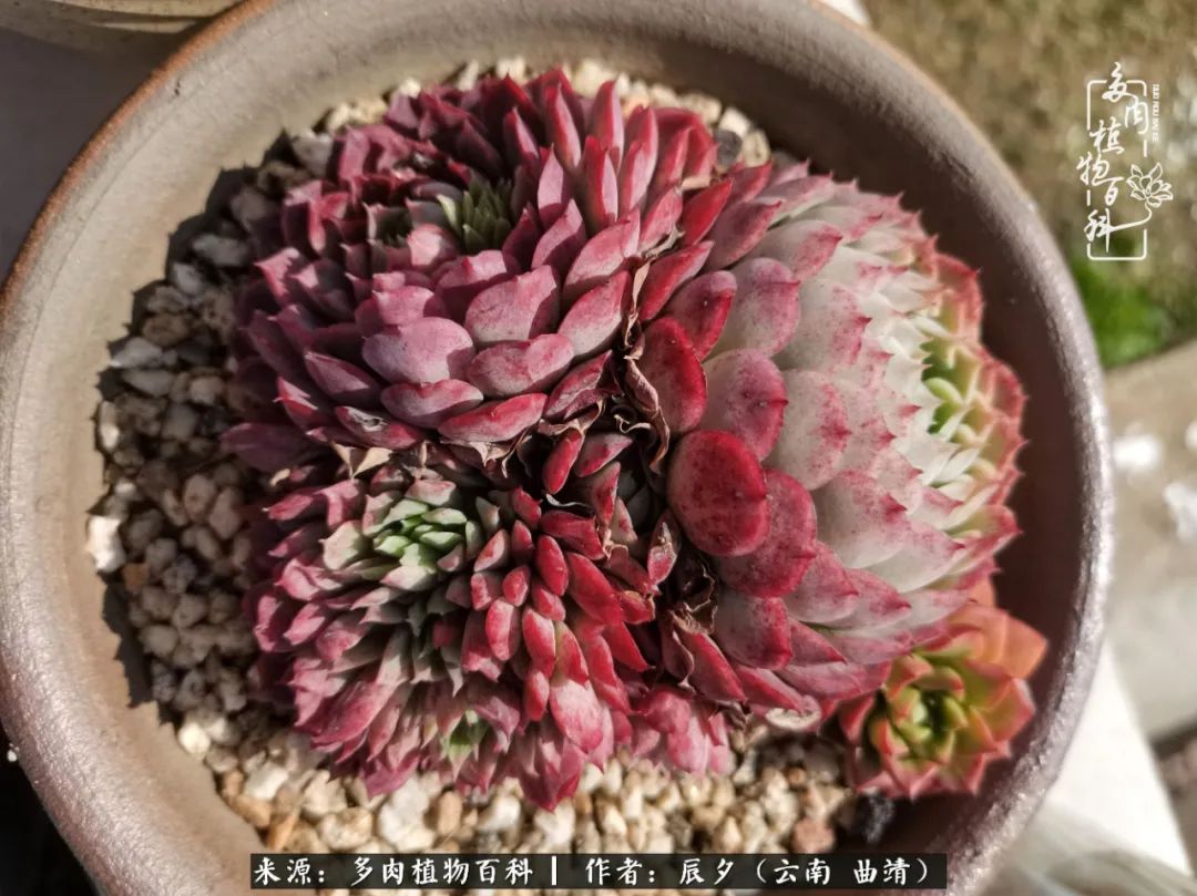 缂辩换鏃栨棊钁宠暏鐢熼,缂辩换鏃栨棊钁宠暏鐢熼鍑哄