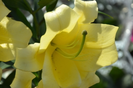 百合什么时候种植什么时候收,食用百合最佳种植时间和方法