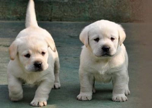 带狗狗托运需要什么条件,带狗狗乘坐飞机如何托运