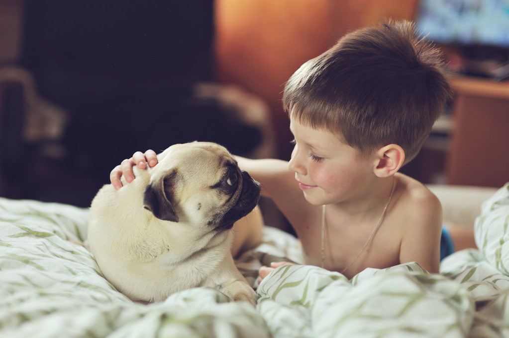 对外人警惕性最高的狗狗,最危险的七种狗狗遇到一定要躲开