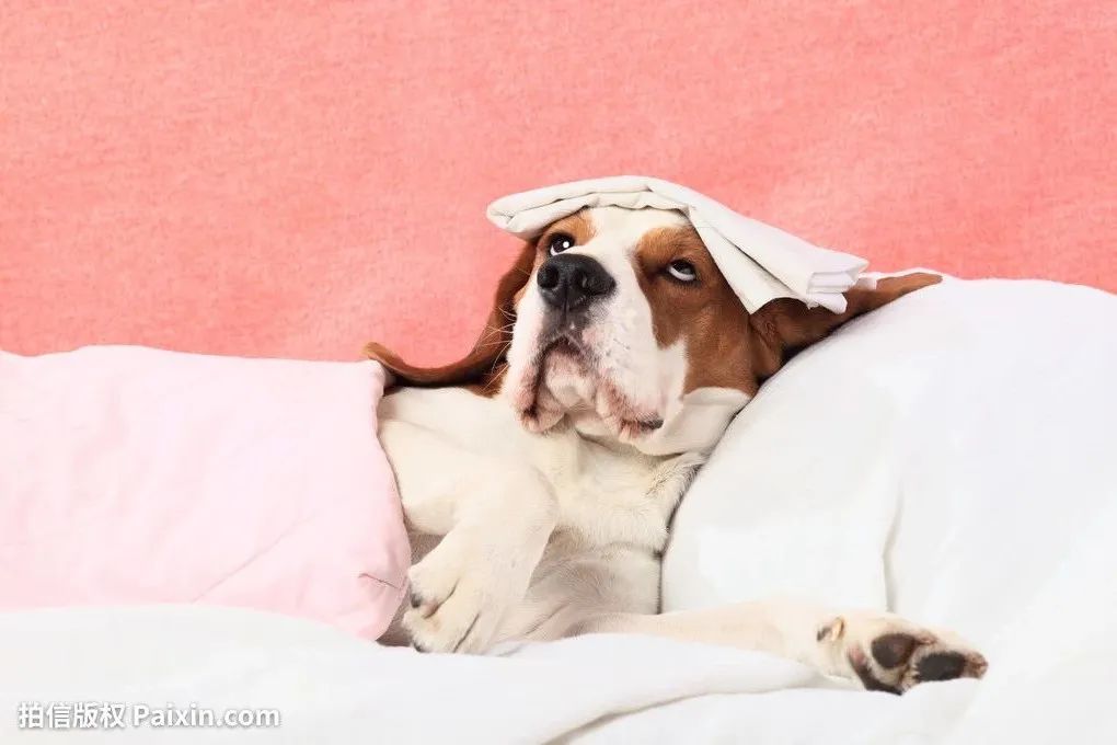 犬瘟狗口吐白沫,狗狗犬瘟初期抽搐视频