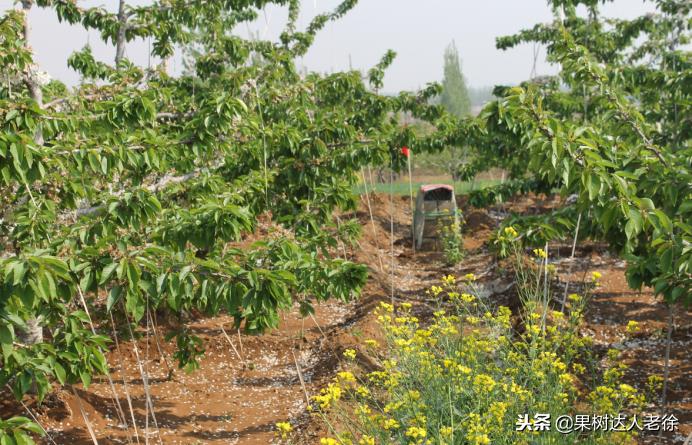 樱桃好吃树难栽下一句谚语是什么,樱桃好吃树难栽后一句是啥