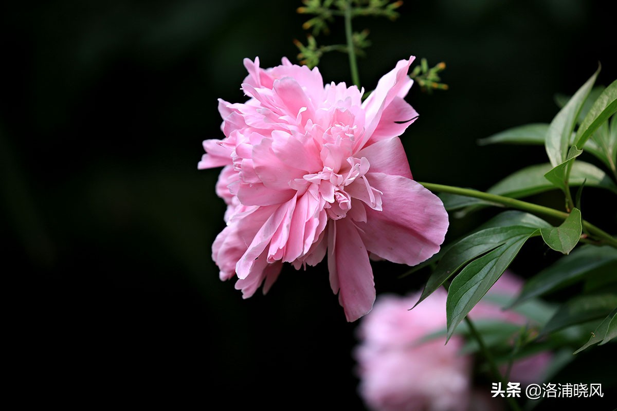 大院绿化的回忆——顺便看看院里的芍药定个究竟有多少种？