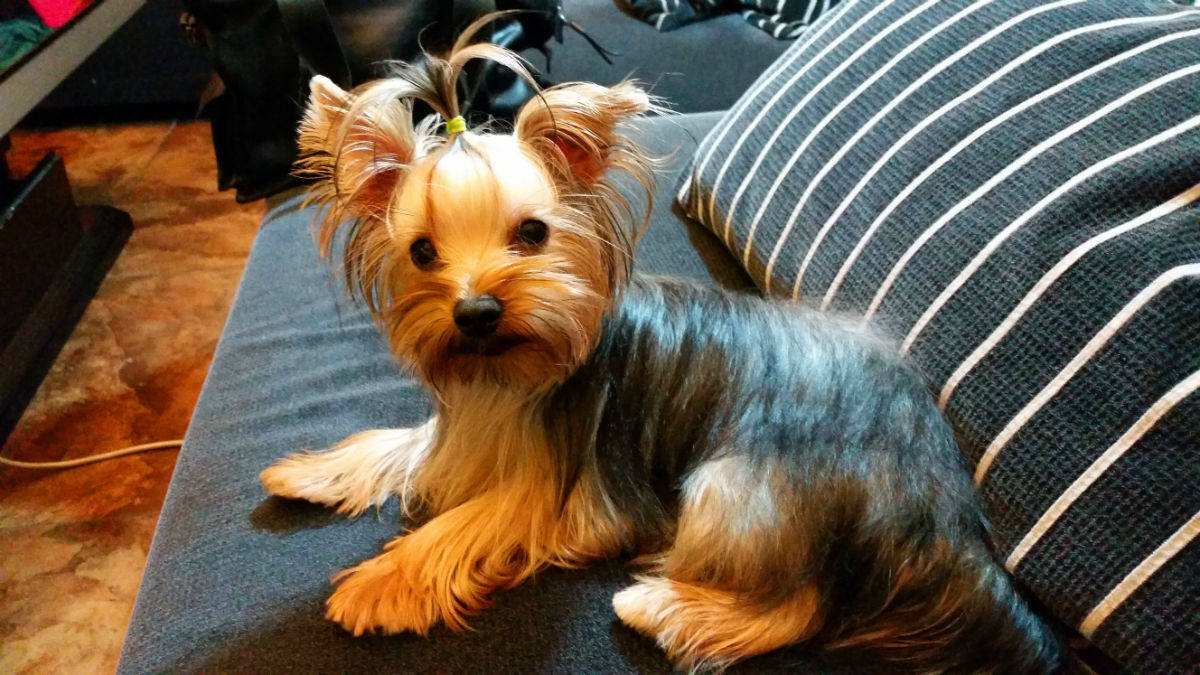 宠物狗品种大全热门宠物排行,长耳朵黑黄宠物狗是什么品种