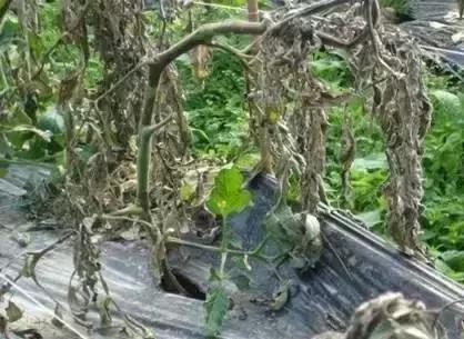 冬春大棚番茄病害怎么防治,番茄早春茬病虫害