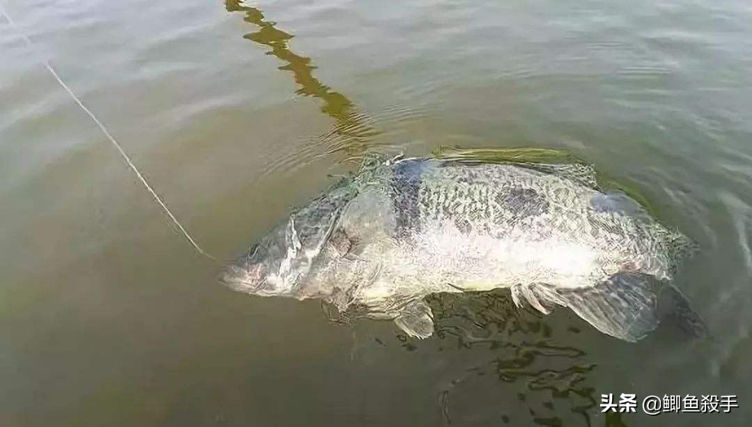 黑坑鳜鱼路亚方法技巧实战,黑坑路亚鳜鱼技巧和口诀