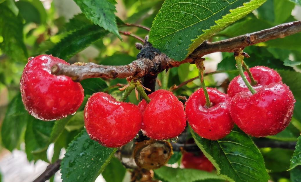 甜樱桃的栽培技术,樱桃施肥什么肥好