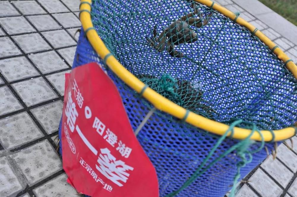 苏宁易购官网阳澄湖大闸蟹,苏宁签约阳澄湖大闸蟹