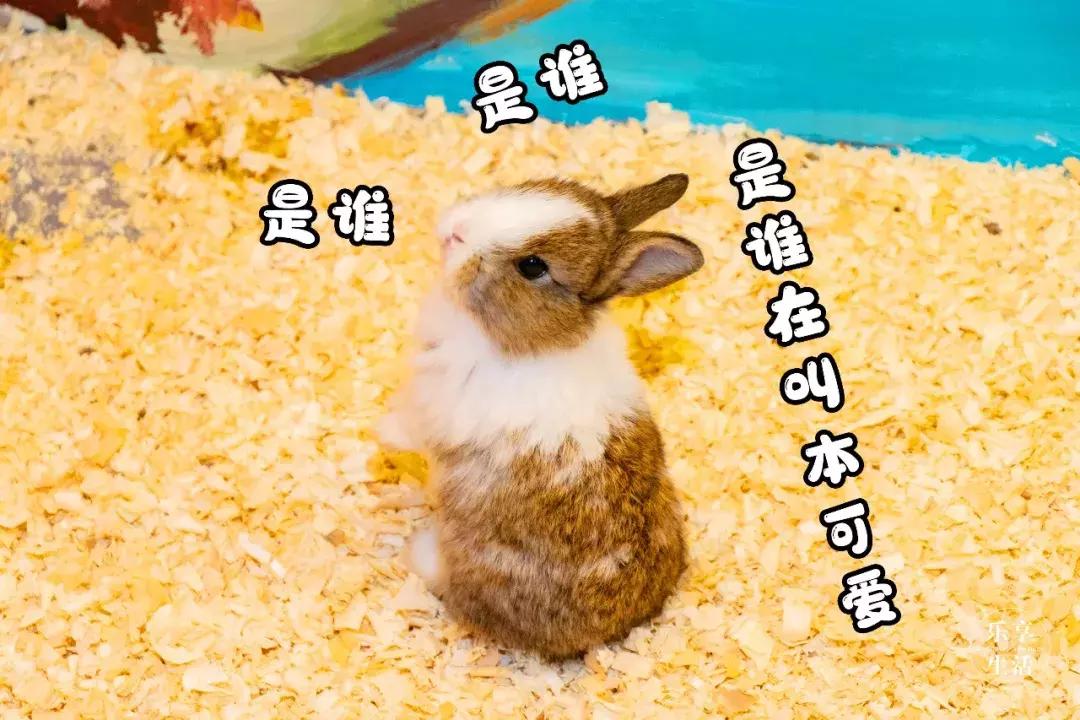 19.9包邮毛绒羊驼,羊驼9.9元秒杀直播